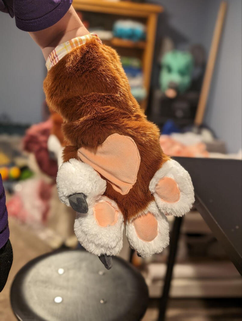 Hound paws front view Hound paws front view